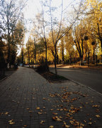 #autumn #cold #leaves #yellow #nature #city