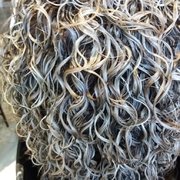 Биозавивка волос от мастера Романцова Карина. Фото #31269